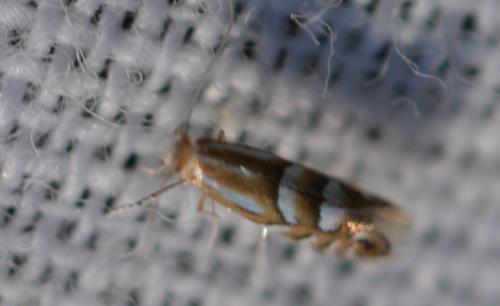Réf. 349 122 : Phyllonorycter sp.